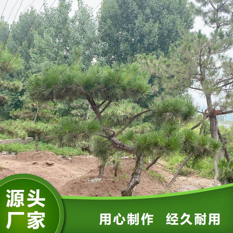 造型松,造型黑松质量不佳尽管来找我