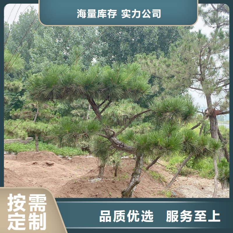 造型松,造型松价格实力优品
