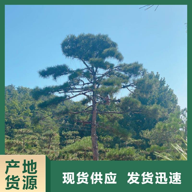  造型松打造好品质