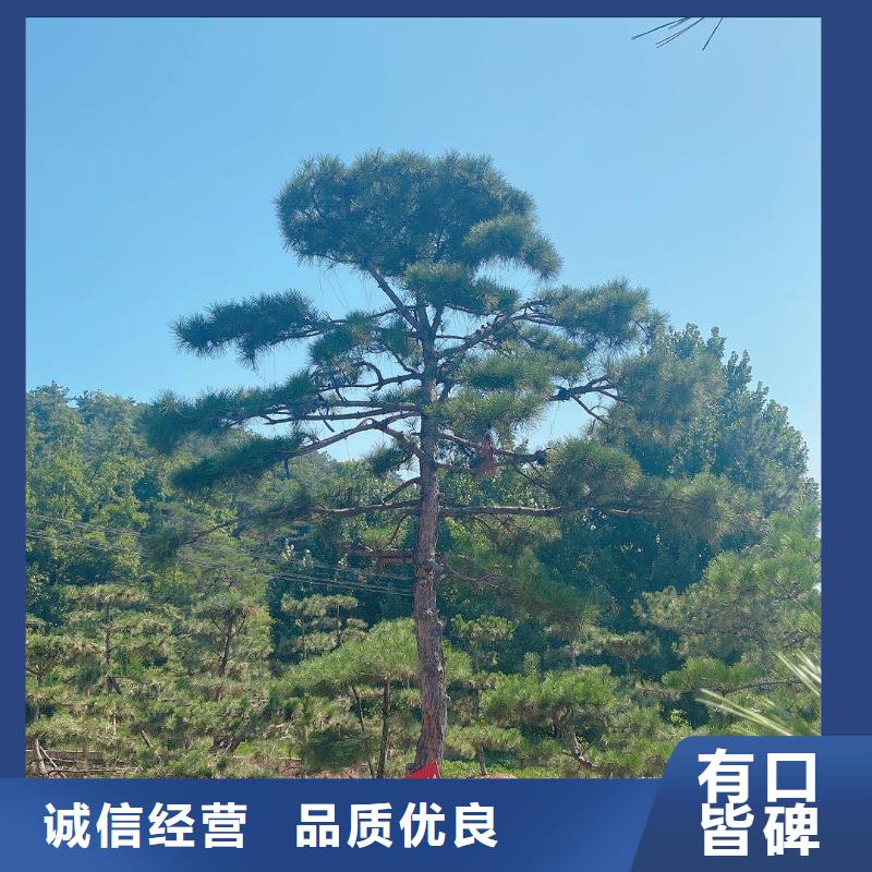 造型松-迎客松高质量高信誉