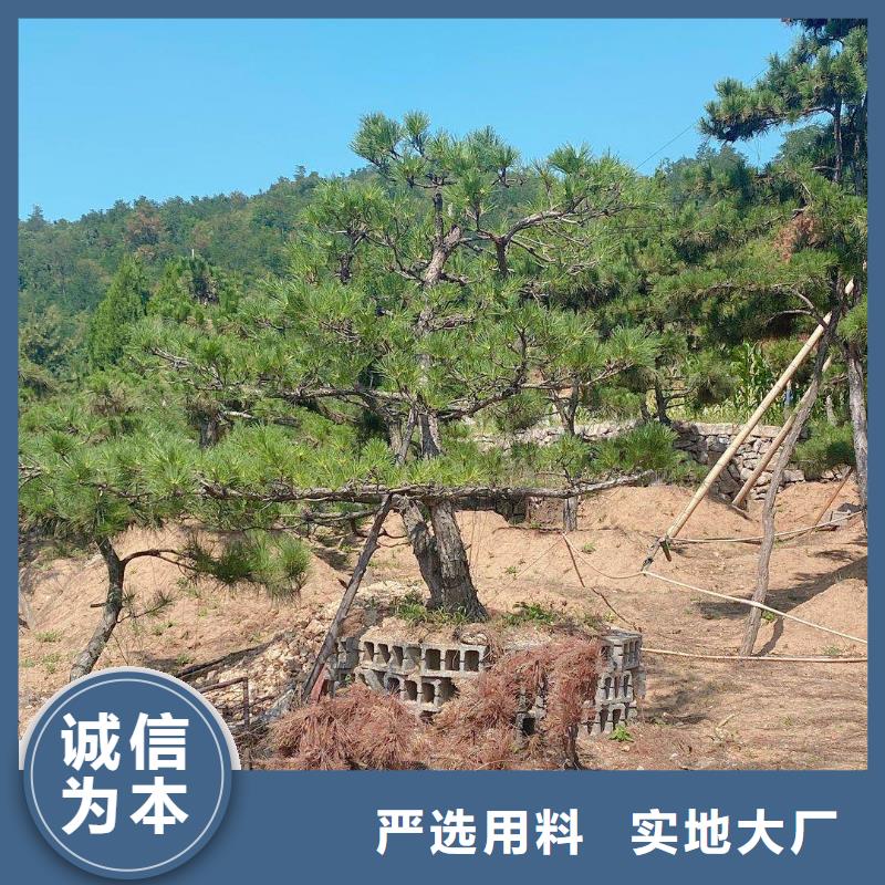 造型松造型松基地高品质诚信厂家