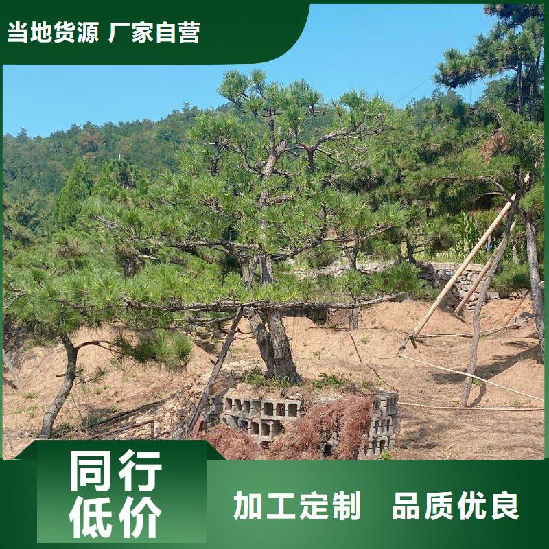  造型松打造好品质