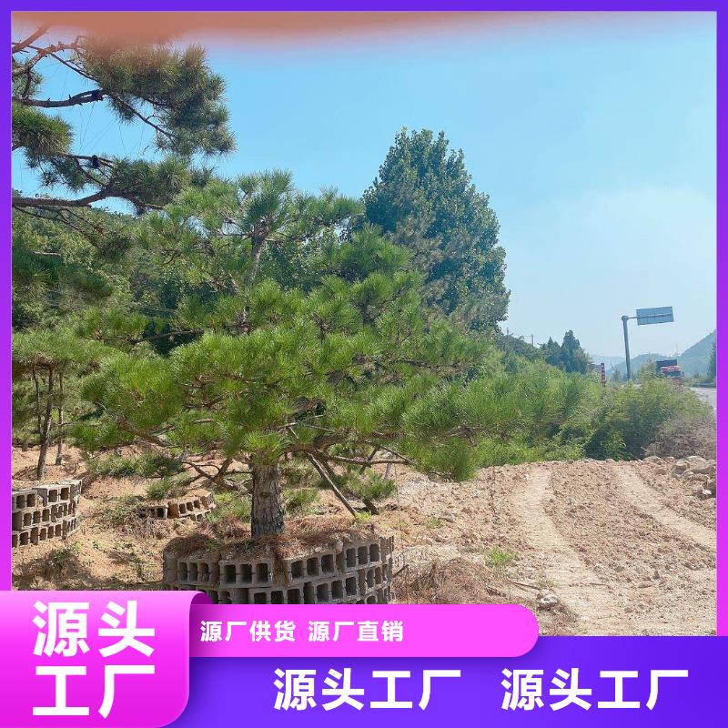 造型松,造型松价格实力优品