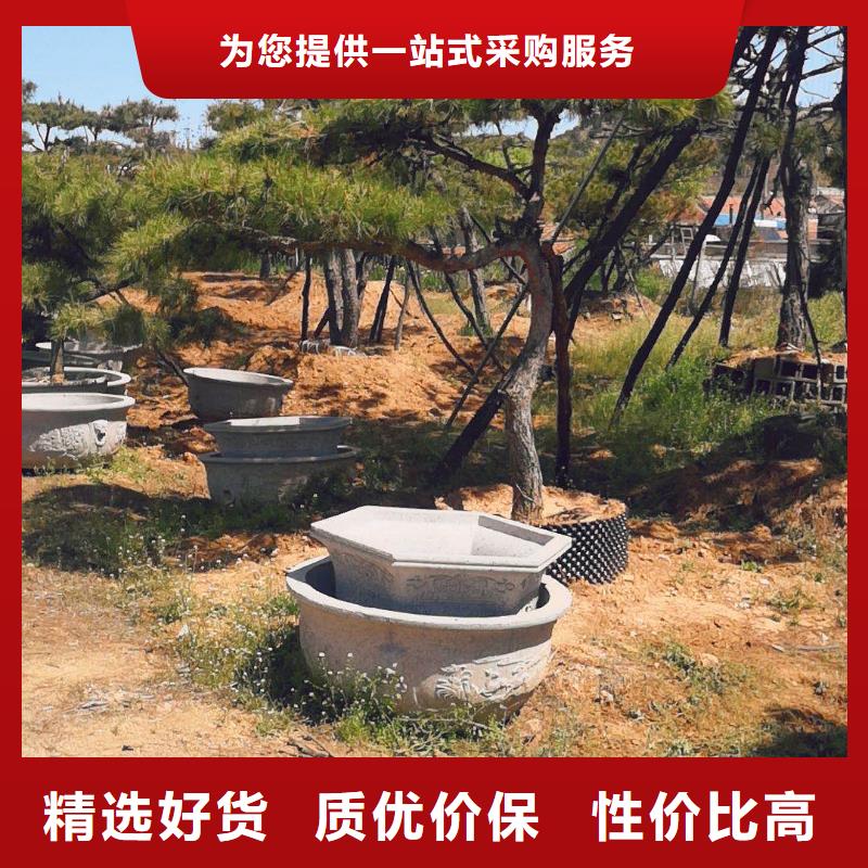 造型松造型黑松高标准高品质