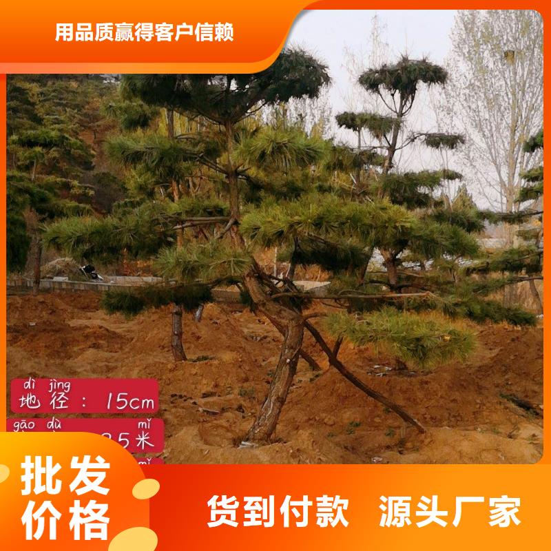  造型松真实拍摄品质可靠