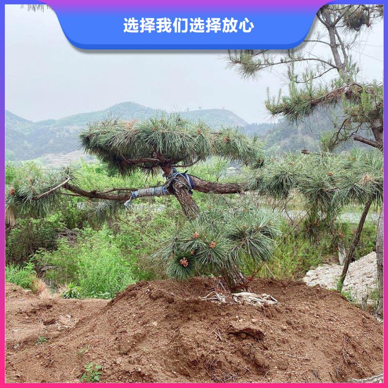 造型松平顶松实体厂家支持定制