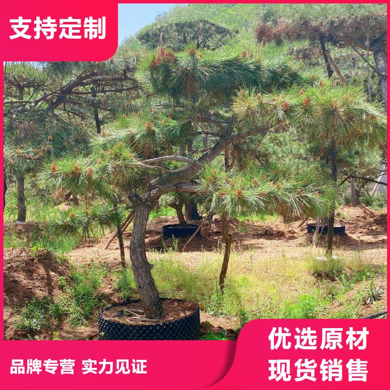 造型松造型油松用途广泛