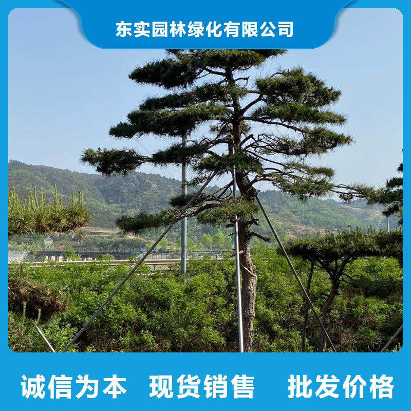 造型松_松苗木现货销售