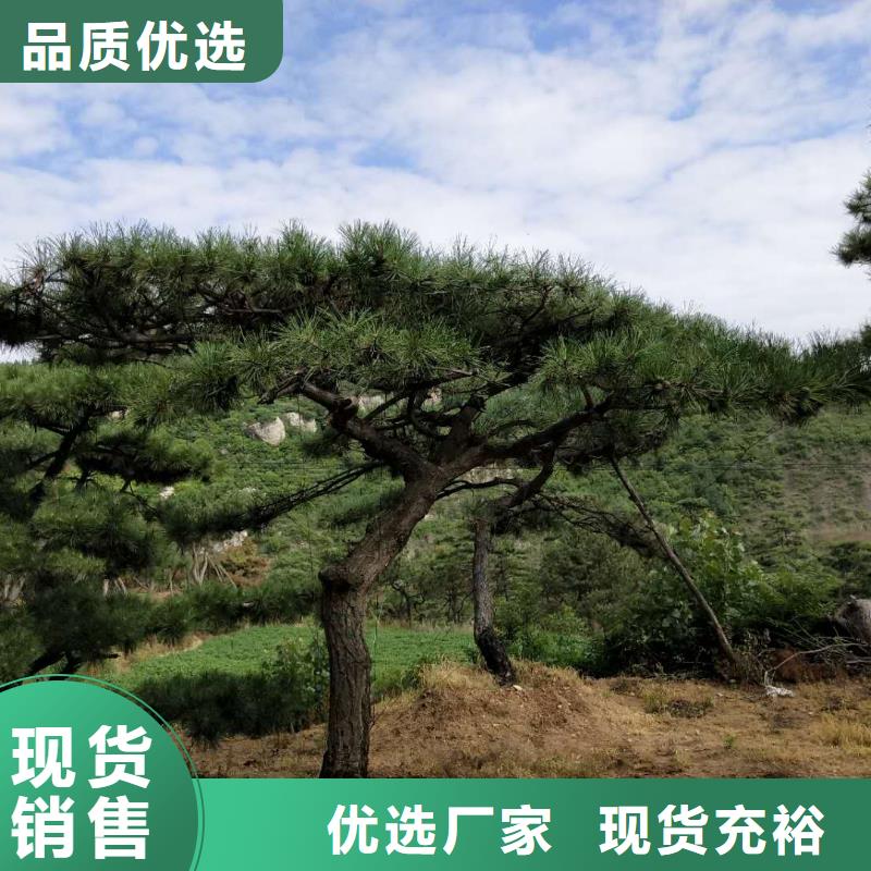 造型池松视频-造型池松(东实)覆盖地域云南省普洱市西双版纳|保山|昆明|大理|怒江|德宏|红河