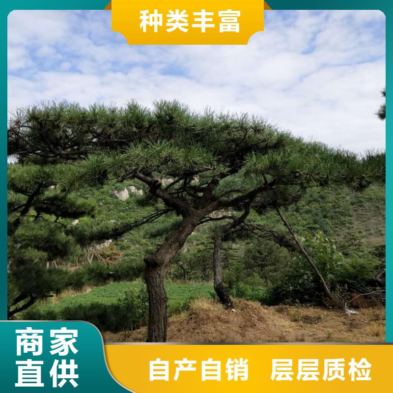 造型松迎客松一件也发货