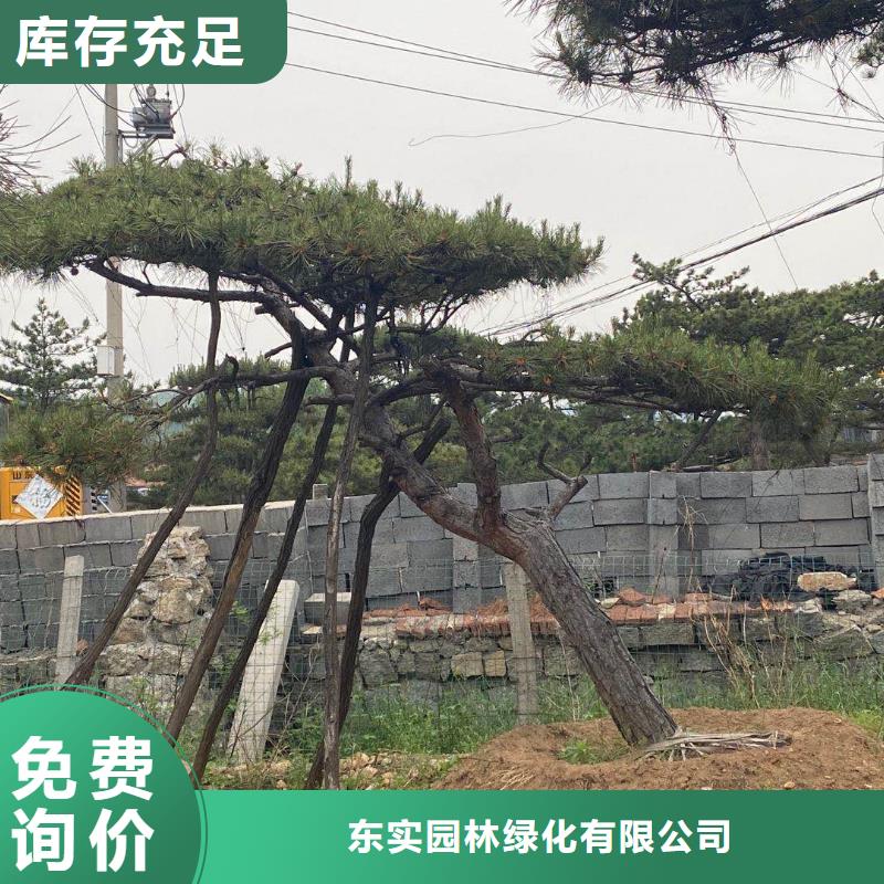 造型松,造型松价格实力优品
