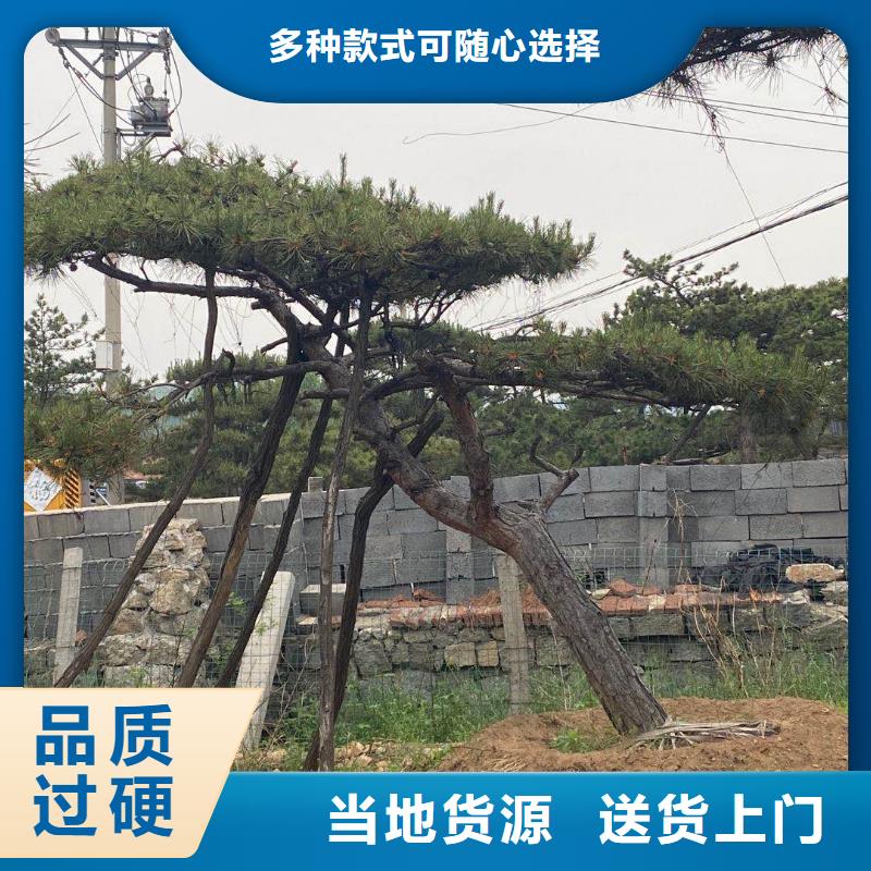 造型松 造型黑松发货迅速