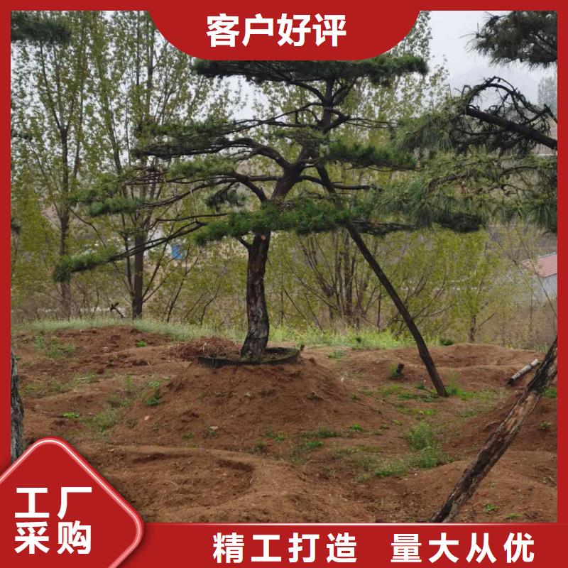 造型松古桩品质保障价格合理