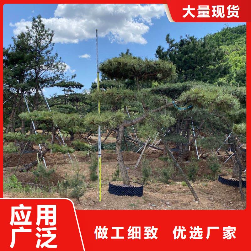 造型池松视频-萝北|绥滨|黑河|牡丹江|大庆|齐齐哈尔|哈尔滨东实造型池松_ 东实园林绿化(鹤岗市分公司)
