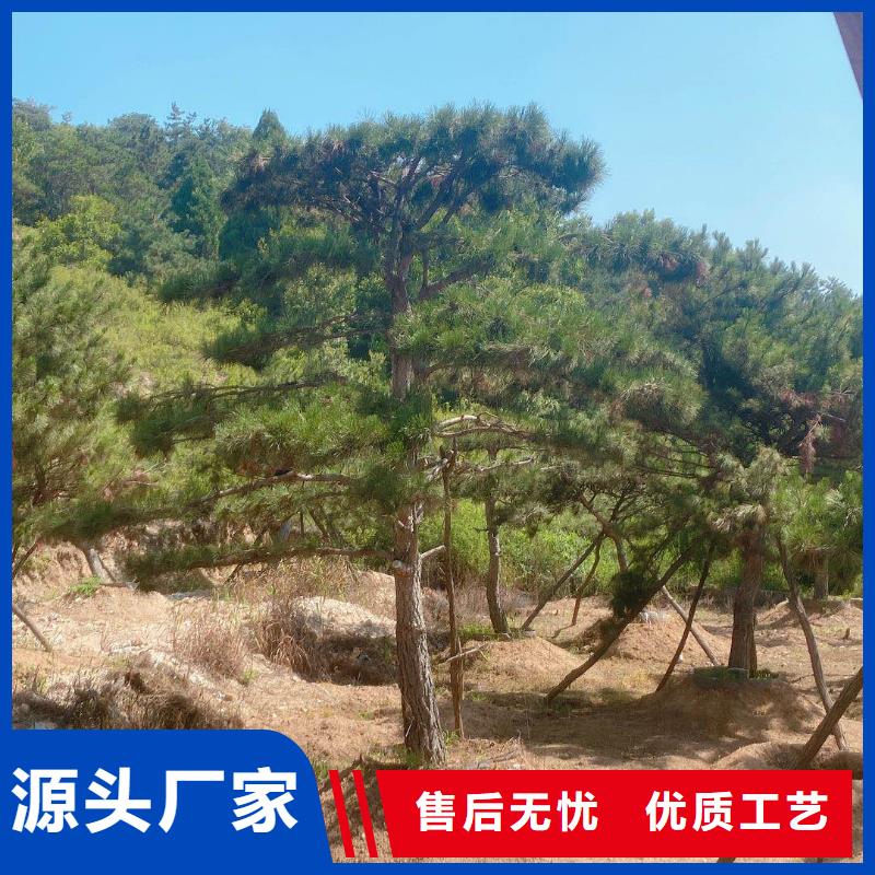 造型松经营造型松品质信得过