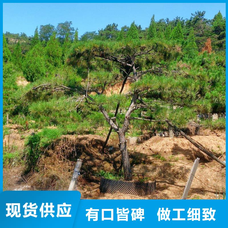 造型松_造型松价格厂家直销供货稳定