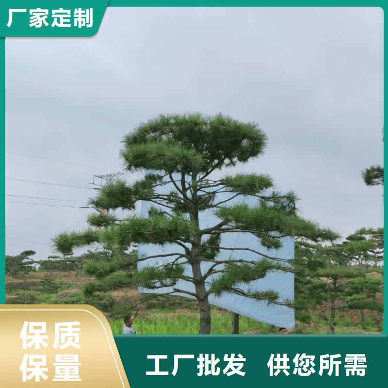 造型松古桩源头工厂