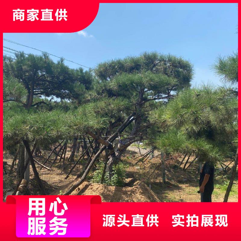 造型松古桩源头工厂