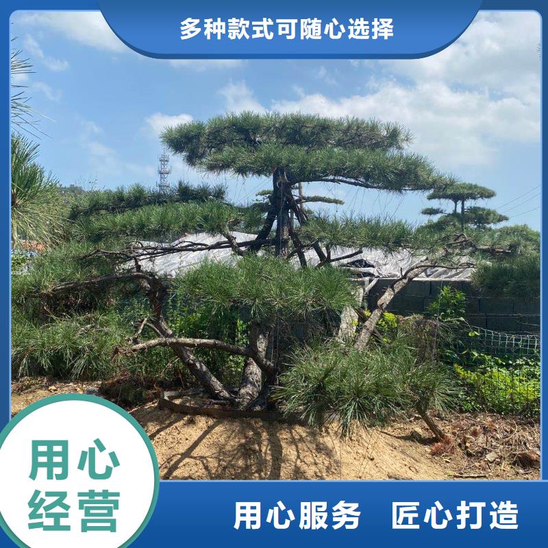 造型松经营造型松品质信得过