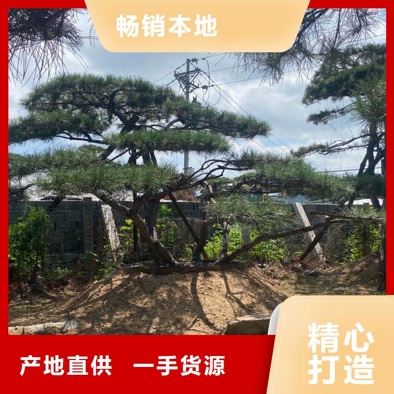 造型松_造型松价格厂家直销供货稳定