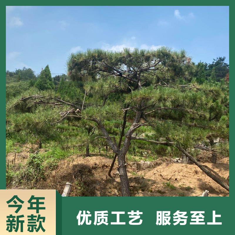 造型松经营造型松品质信得过