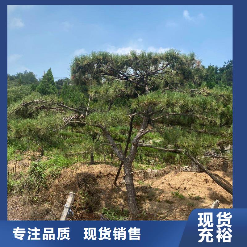 造型松古桩源头工厂