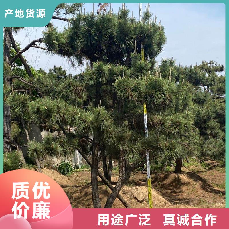 造型松,造型黑松质量不佳尽管来找我