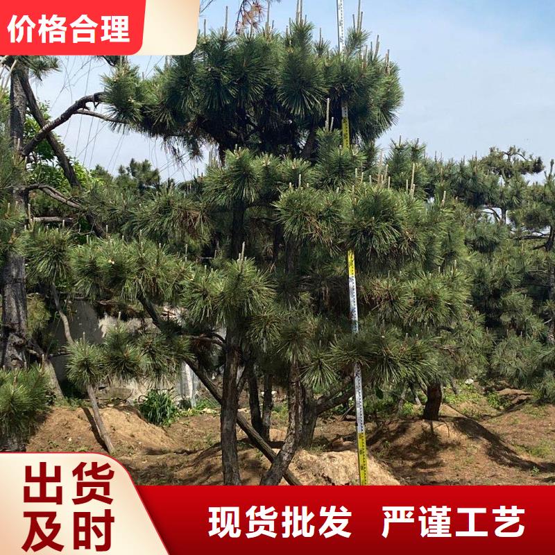 造型松造型黑松0中间商差价