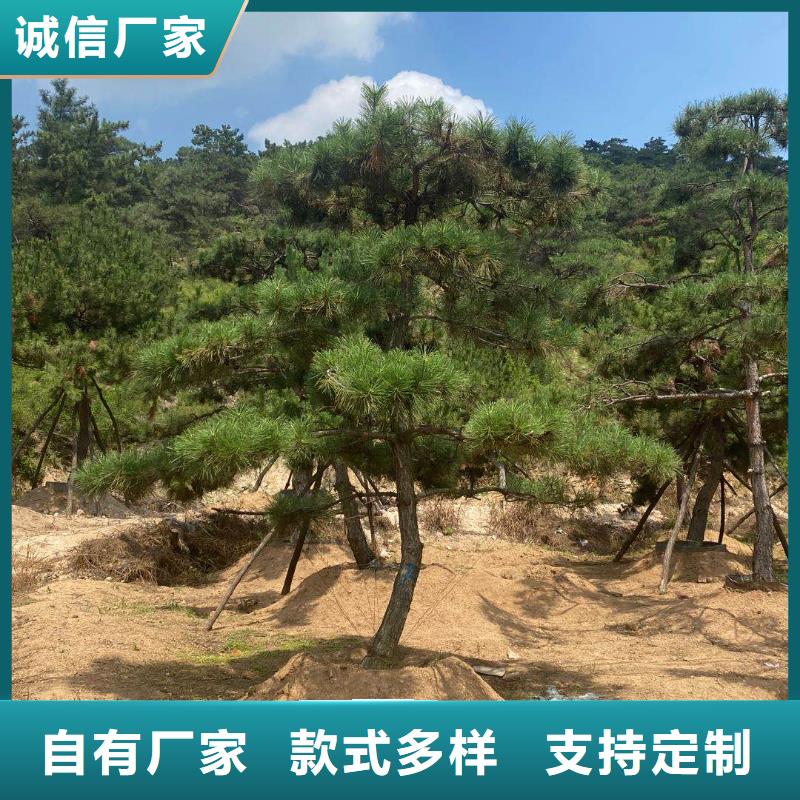 造型松经营造型松品质信得过