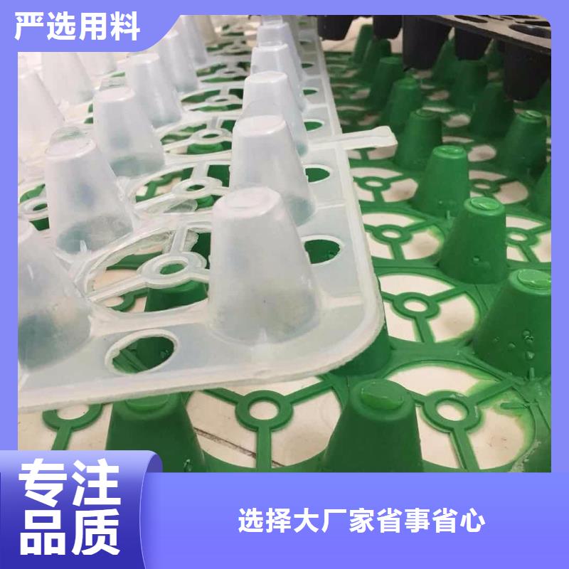 塑料排水板凸结点钢塑土工格栅一手货源源头厂家