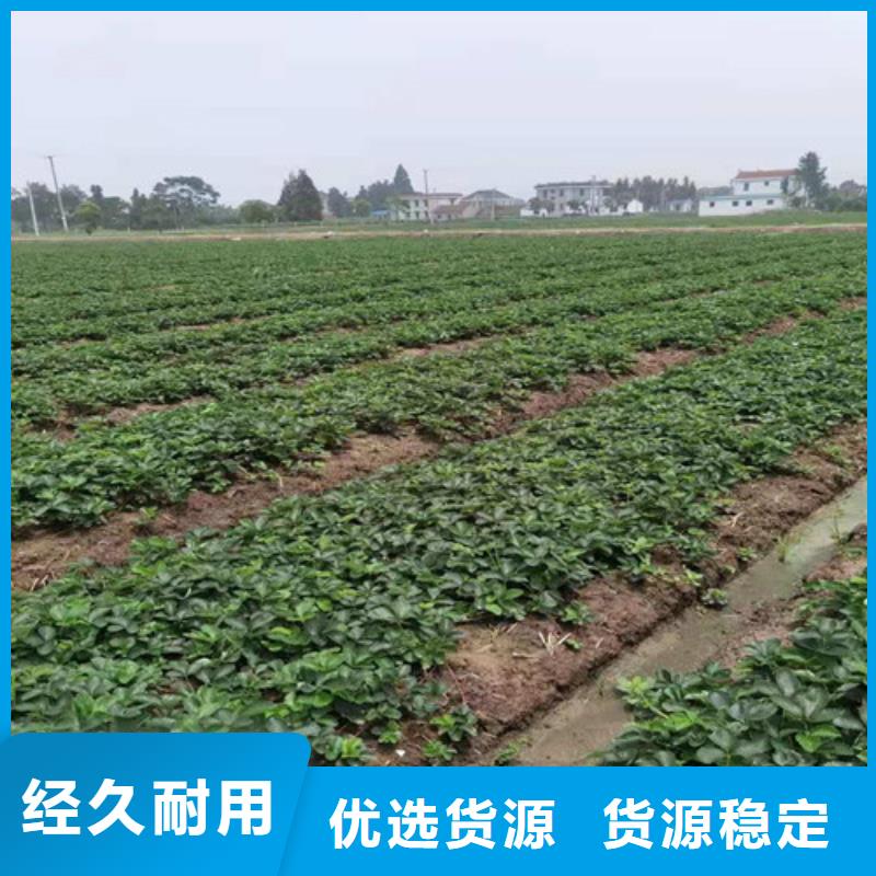油桃苗视频-油桃苗|湖南省长沙市|开福|雨花|岳阳|株洲|衡阳|湘西|怀化|益阳|邵阳