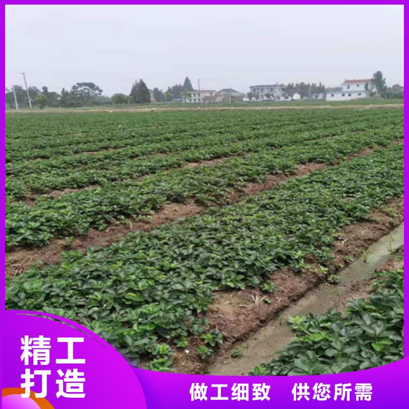 草莓苗板栗树按需定做