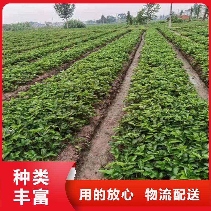 草莓苗,桃树苗高质量高信誉