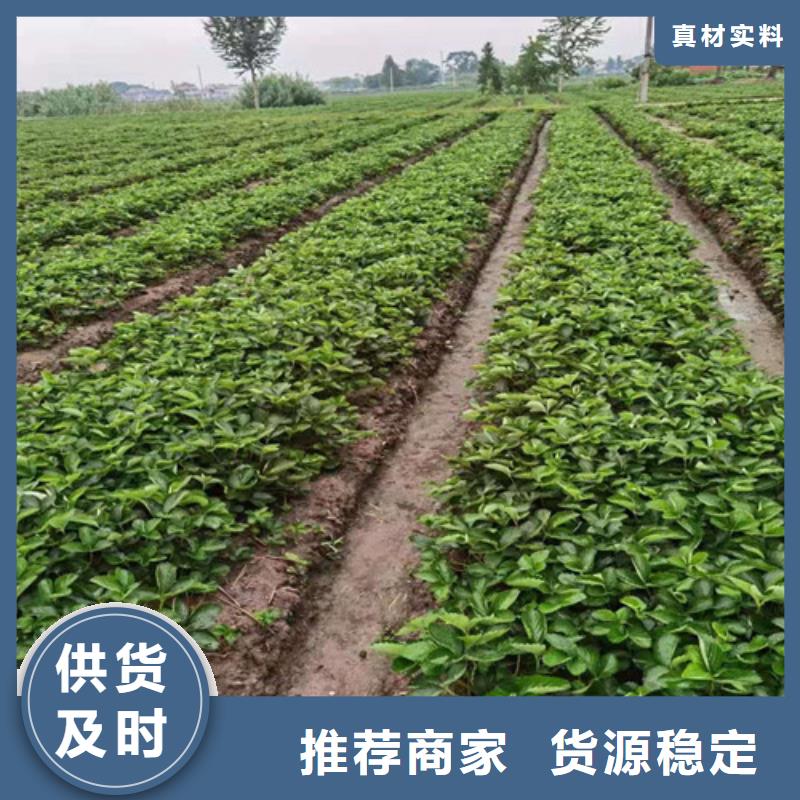 油桃苗视频-油桃苗|湖南省长沙市|开福|雨花|岳阳|株洲|衡阳|湘西|怀化|益阳|邵阳