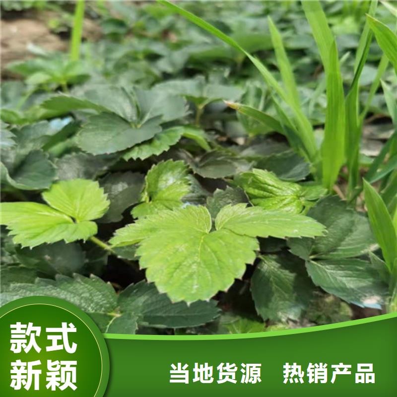 【草莓苗蓝莓苗厂家货源稳定】