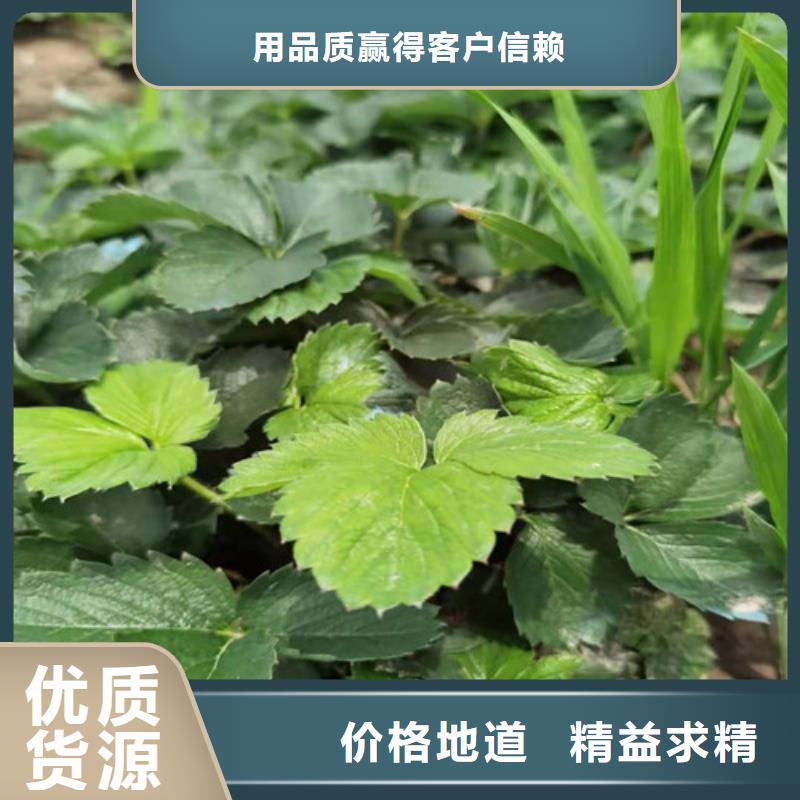草莓苗大棚草莓苗匠心工艺