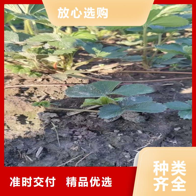 油桃苗视频-油桃苗|湖南省长沙市|开福|雨花|岳阳|株洲|衡阳|湘西|怀化|益阳|邵阳