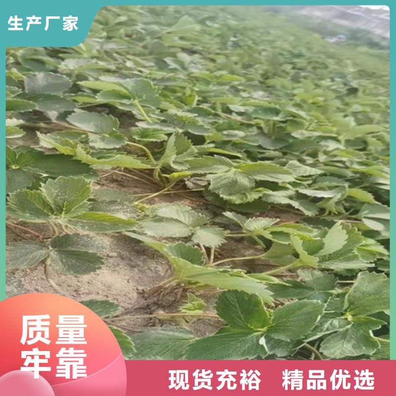 【草莓苗蓝莓苗厂家货源稳定】