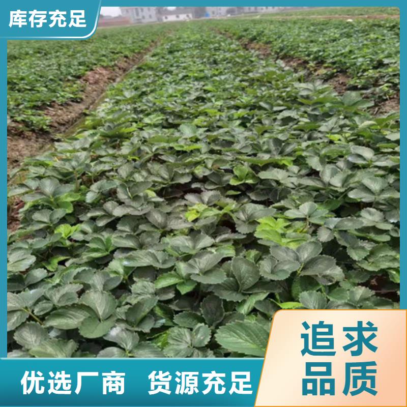 油桃苗视频-油桃苗|湖南省长沙市|开福|雨花|岳阳|株洲|衡阳|湘西|怀化|益阳|邵阳
