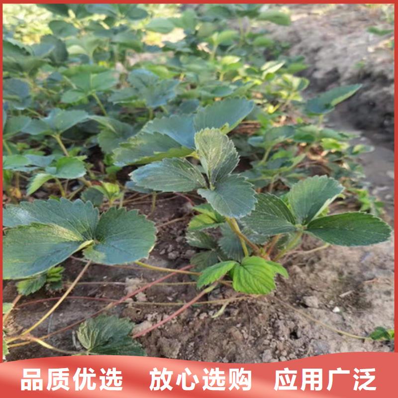油桃苗视频-油桃苗|湖南省长沙市|开福|雨花|岳阳|株洲|衡阳|湘西|怀化|益阳|邵阳