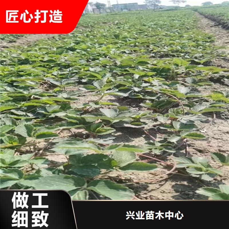 草莓苗油桃苗价格有优势