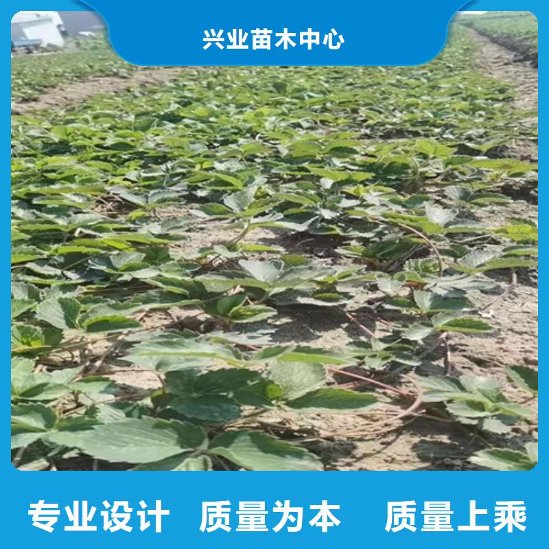 草莓苗大金星山楂苗现货销售