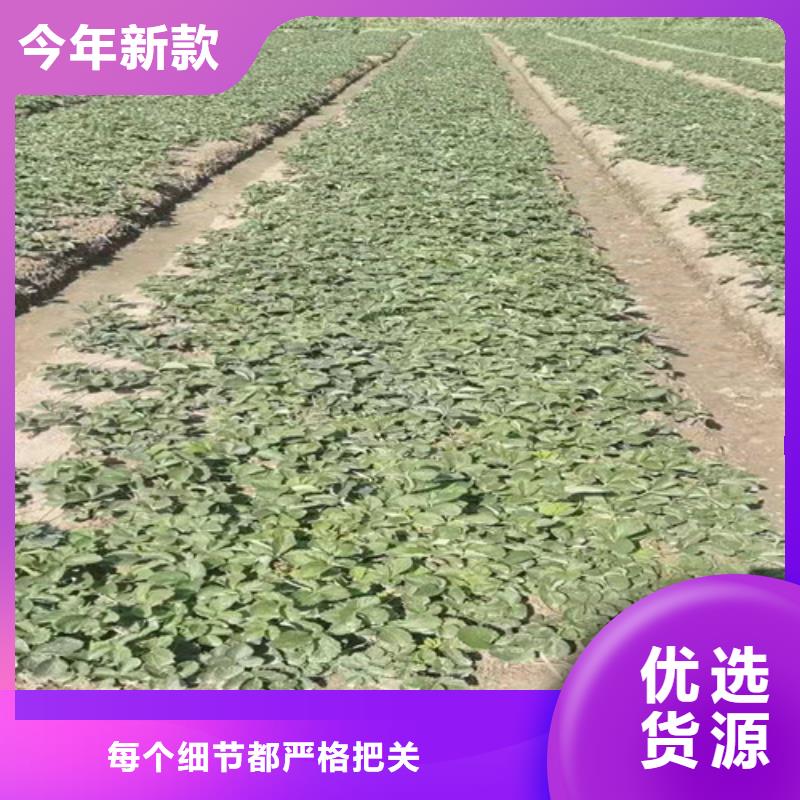 油桃苗视频-油桃苗|湖南省长沙市|开福|雨花|岳阳|株洲|衡阳|湘西|怀化|益阳|邵阳