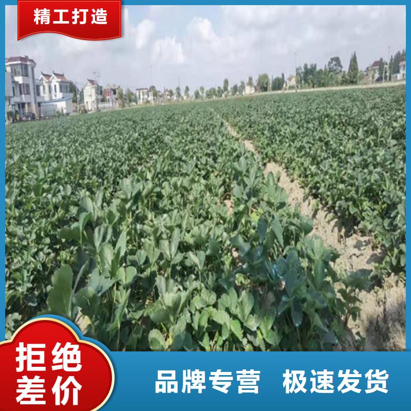 草莓苗大金星山楂苗现货销售