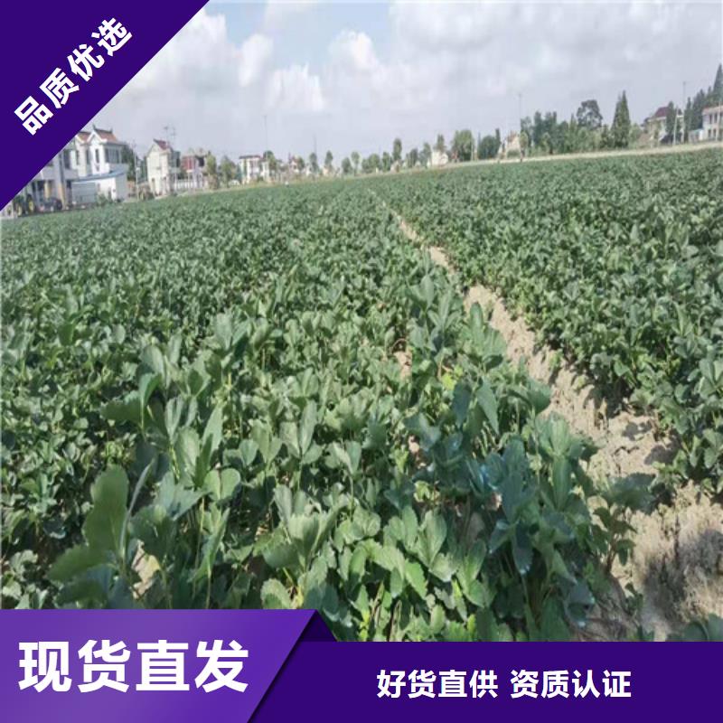 草莓苗1公分杏树苗来图定制
