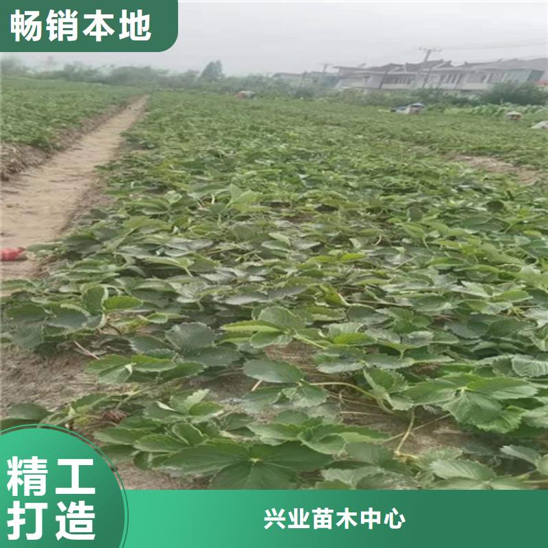 油桃苗视频-油桃苗|湖南省长沙市|开福|雨花|岳阳|株洲|衡阳|湘西|怀化|益阳|邵阳