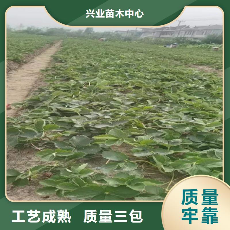 草莓苗大金星山楂苗现货销售