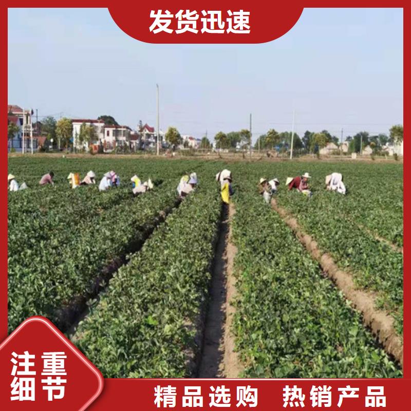 草莓苗大棚草莓苗匠心工艺