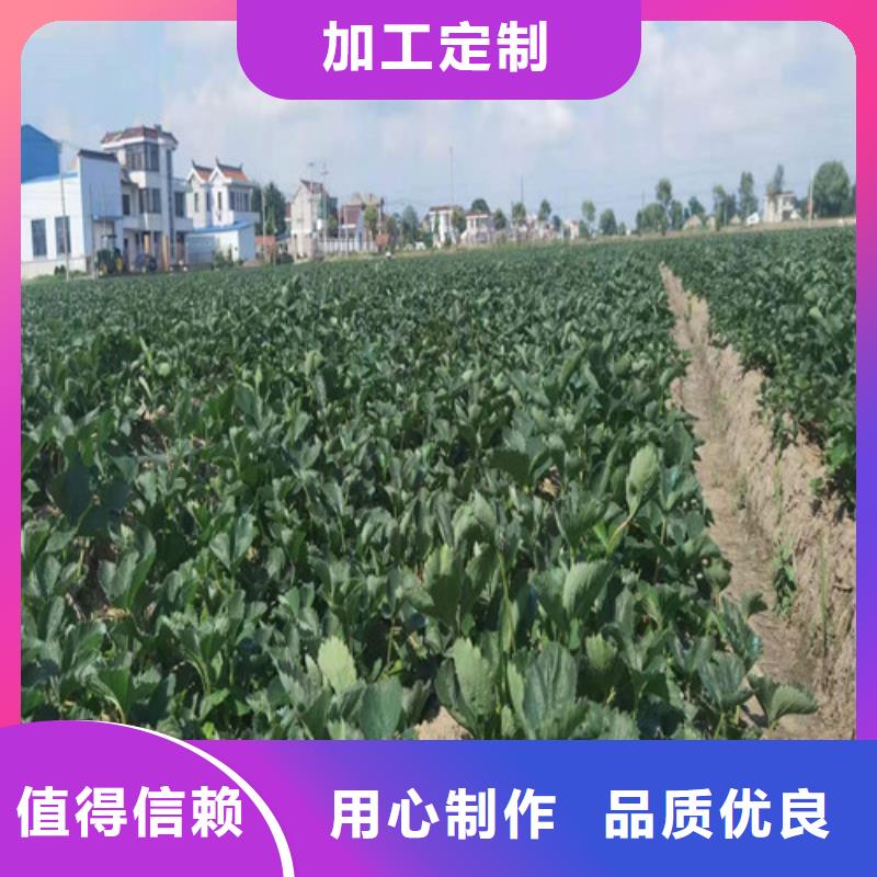 【草莓苗蓝莓苗厂家货源稳定】