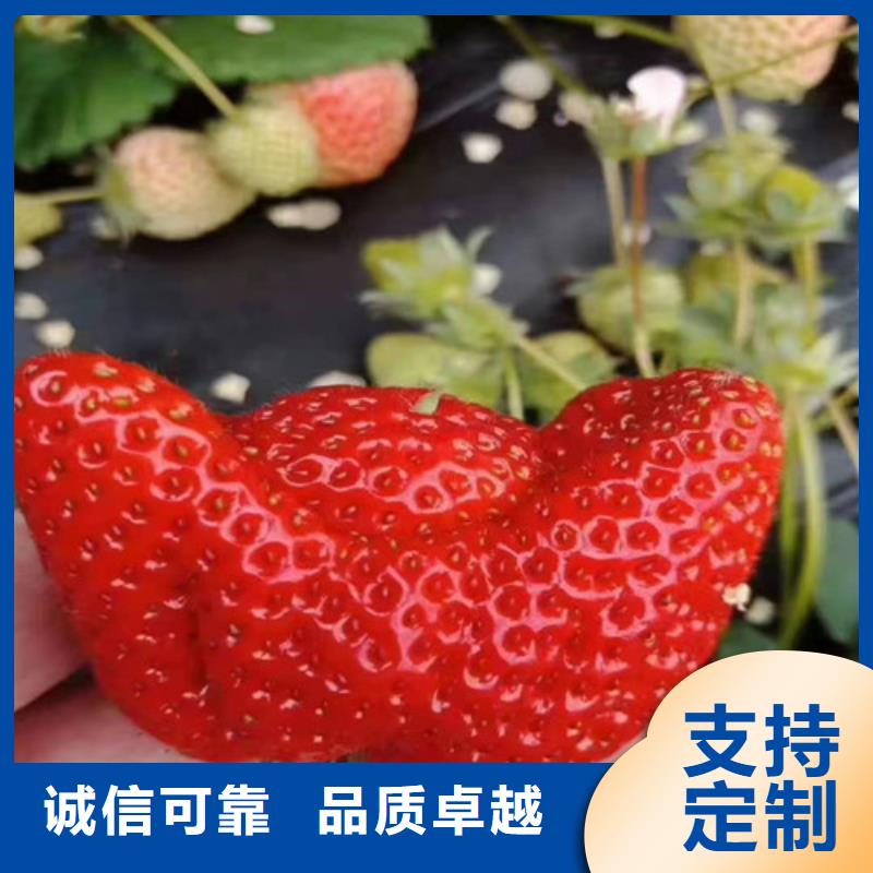 草莓苗板栗树按需定做